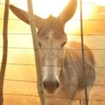 shallow focus photography of brown donkey